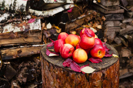 Few apples in the village on an old pine tree stumpの写真素材