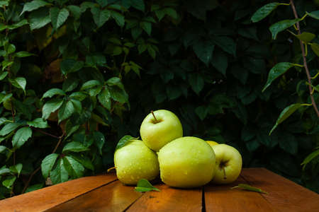 few yellow apples and waterdrops against the backdrop of greeneryの写真素材