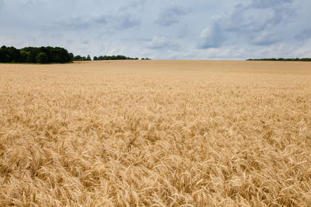 Spikelets in the field on a background cloudy sky