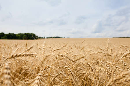 Spikelets in the field on a background cloudy sky