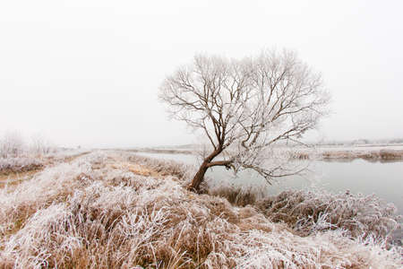 Autumn frosty morning by the river with fogの写真素材