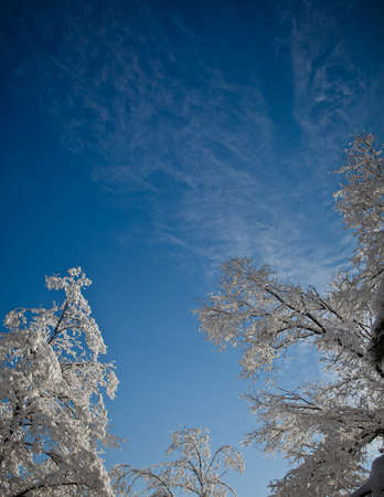 Tall trees on the background of the winter skyの写真素材