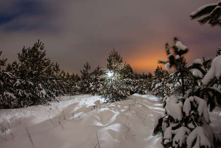 Night winter landscape with the pine forest in the light of the full moonの写真素材