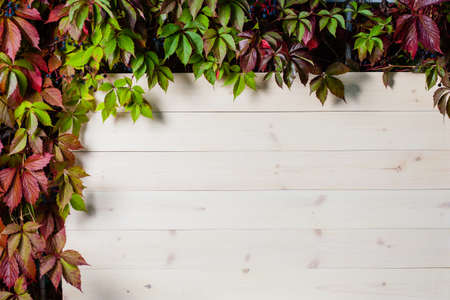 White vertical wooden background made of planks framed by autumn leavesの写真素材