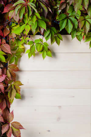 White vertical wooden background made of planks framed by autumn leavesの写真素材