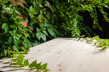 White horizontal wooden background made of planks framed by autumn leavesの写真素材
