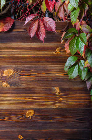 Vertical wooden background made of planks framed by autumn leavesの写真素材
