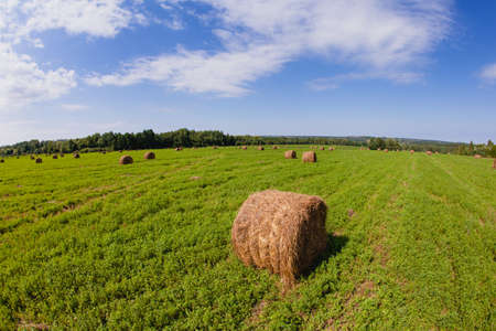Straw bales in a field