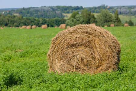 Straw bales in a field