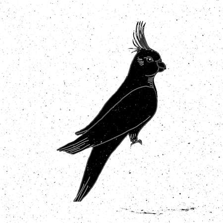 Parrot hand drawn in grunge style, can be used as t-shirt print, textile, background, sign for the...