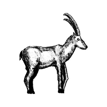Goat grunge style icon isolated on white backgroundのイラスト素材