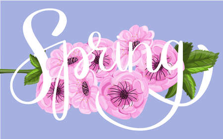 Sakura flower background and spring brush Lettering.のイラスト素材