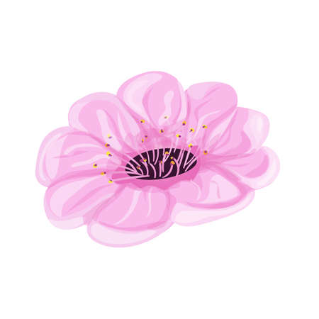 Sakura pink flower isolated on white backgroundのイラスト素材