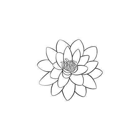 Lotus lily water flower in a vintage woodcut engraved etching styleのイラスト素材