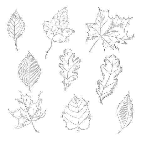 Autumn leaves set in a sketch style. Maple and Oak Trees. Vector illustration isolated on white background.のイラスト素材