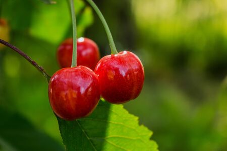 The sweet cherry on a branch in the garden