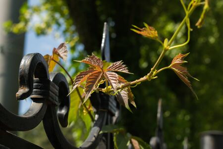Weaving plants on a metal park fenceの写真素材