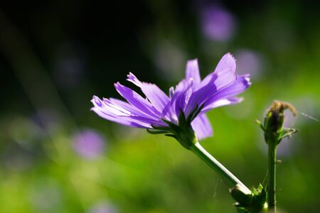 Blue field flower in a forest gladeの写真素材