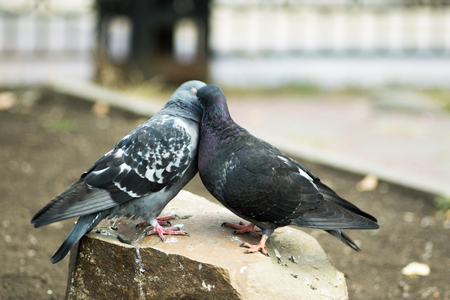 couple kissing pigeonsの写真素材