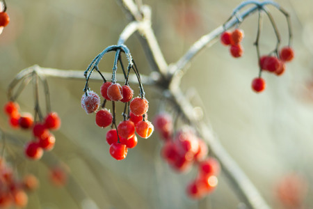 red viburnum berries in winter in frostの写真素材