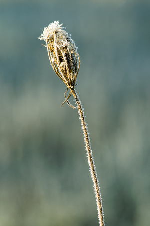 dry poplar stalk in winter under hoarfrostの写真素材