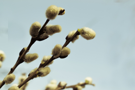 flowering willow branchの写真素材