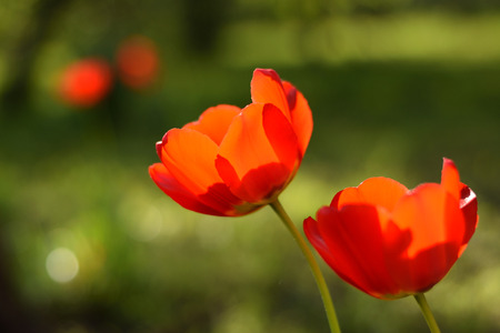 a pair of scarlet tulips on a blurred background of a green meadowの写真素材