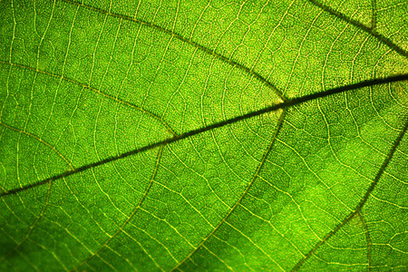 texture of a green leaf of a tree