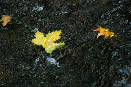 yellow maple leaves floating in a fast riverの写真素材