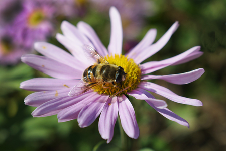 On a light purple daisy bee collects honey