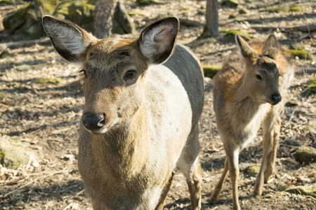 couple of young deer in the autumn forestの写真素材