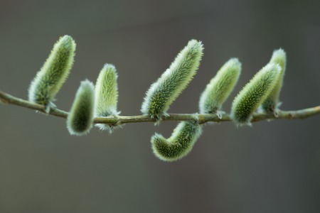 buds of flowering willow on a young branchの写真素材