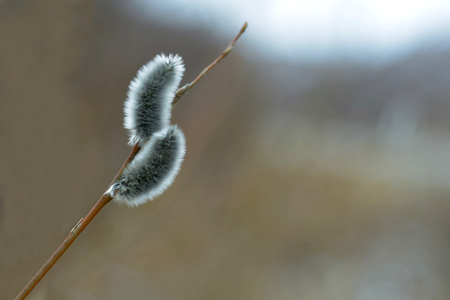 willow twig with buds on a gray blurred backgroundの写真素材