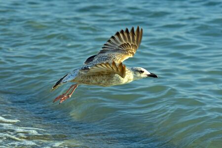 a large seagull flying over the sea flaps its wingsの写真素材