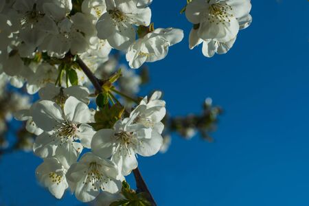 spring apricot tree branch with white flowers and young green leaves against a blue skyの写真素材