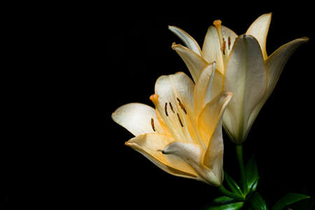 flowers at night are illuminated by a mysterious light moonlightの写真素材
