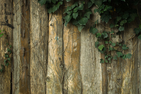 a wooden fence made of unplaned boards entwined with ivyの写真素材