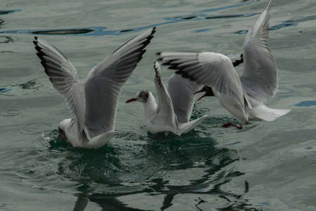 three white-winged gulls spread their wings and sit on the surface of the waterの写真素材