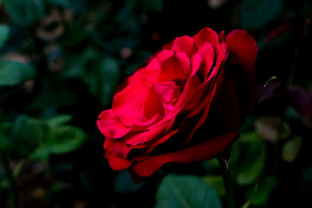 scarlet rosebud on a hot summer afternoon in the shade of treesの写真素材