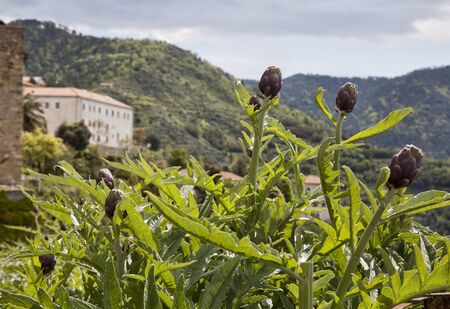 typical ligurian food the artichokes of Perinaldo Italyの写真素材