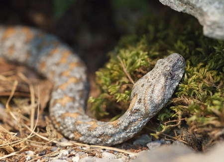 snakes, in exibition at Natural Historical Museum of Genoa, Italyの写真素材