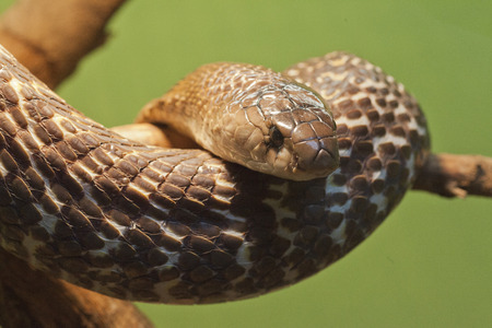 snakes, in exibition at Natural Historical Museum of Genoa, Italy