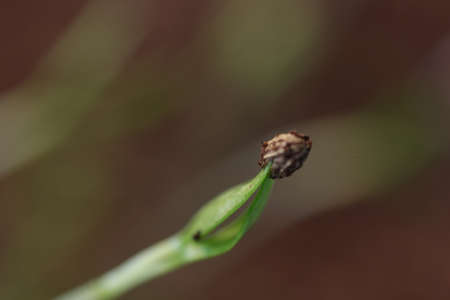 small green plant growing in ground germinating from seeds springtime summer nature processの写真素材