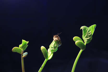 green plant sprout growing germinating from seed springtime summer wonderful nature isolated on...