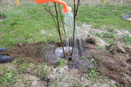 Planting a tree. Close-up on young man planting the tree while working in the garden and watering itの写真素材