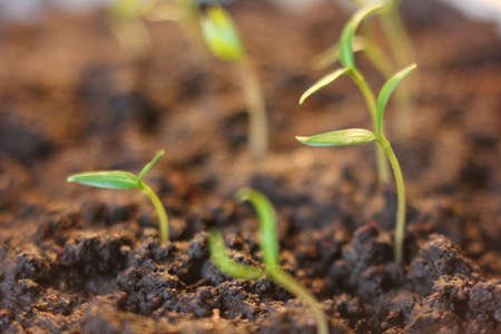 Agriculture. Growing plants. Plant seedling. Hand nurturing and watering young baby plants growing in germination sequence on fertile soil with natural green backgroundの写真素材