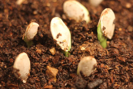 selective Close-up of green seedling. Green pumpkin plants growing from seeds in groundの写真素材