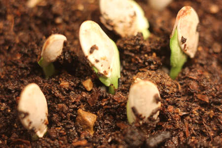 selective Close-up of green seedling. Green pumpkin plants growing from seeds in groundの写真素材