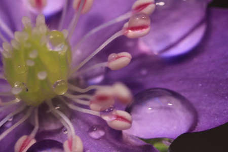 beautiful nature violet flower with raindrop extreme close up macro shotの写真素材