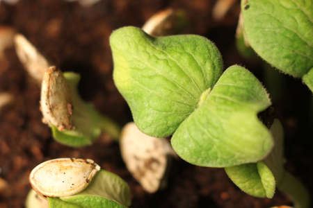 selective Close-up of green seedling. Green pumpkin plants growing from seeds in groundの写真素材